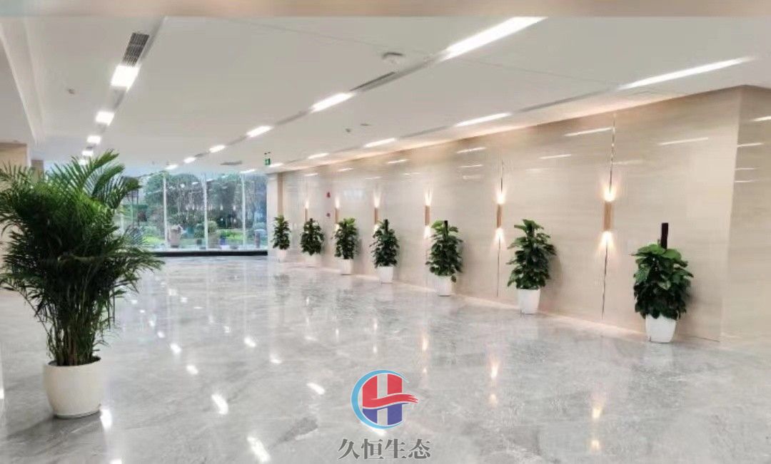 宁波海曙行政单位大厅走廊大型绿植摆放